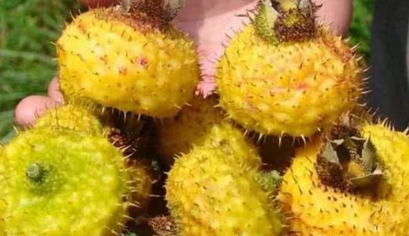 上面这一种水果叫做刺梨,这一种水果长的和名字是一样一样的,果皮