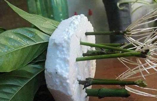 自制盆栽"营养液",它才是花花草草的救命药,促生根开花效果好_植物