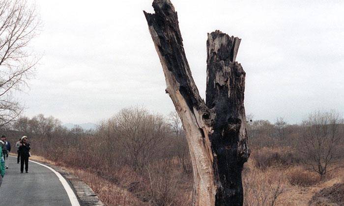 被砍伐后的杨树板门店事件即斧头杀人事件(韩国方面称之为"板门店