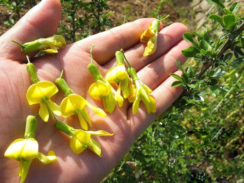 野菜大全可食用野花图片