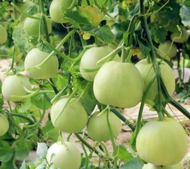 教你在自家阳台盆栽香瓜,结果多好吃比!