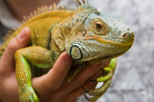 可能一不小心就养了一只国家二级保护动物