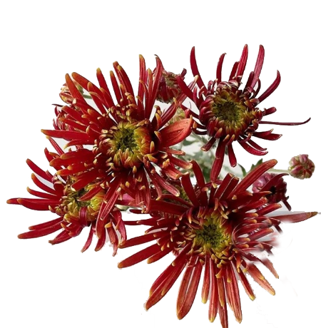 每周识花 | 别再误会菊花了,它才是真正的秋冬宝藏!