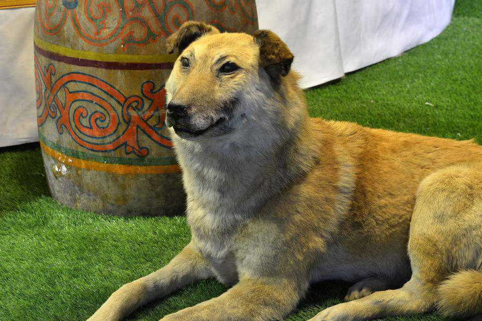 這幾點魅力,唯田園犬獨有,值得