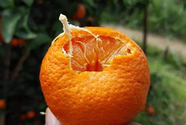 柑橘为啥被农民称为菠萝果?吃起来干,涩,糠,糙,咋回事?