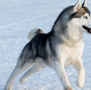 三,血统虽然平时的哈士奇看起来好像特别的傻,但是它们的某一些能力