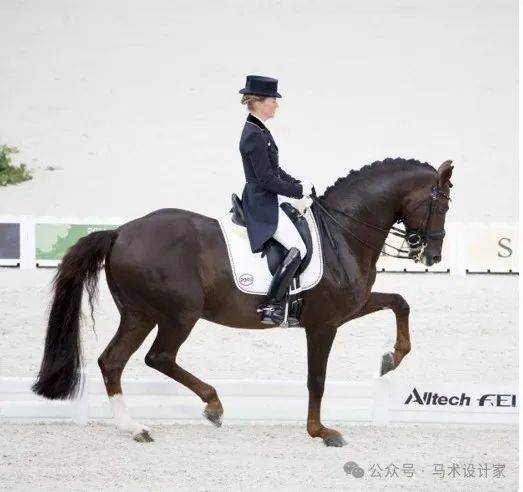 举办马术盛装舞步比赛都需要什么条件?_马匹_相关_场地