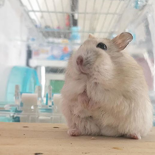 仓鼠太懒不愿洗澡,主人无奈只好亲手给它洗,鼠鼠满脸_