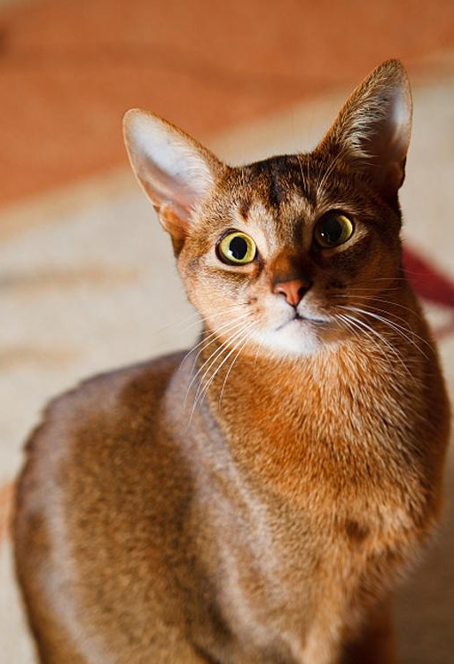 养不养是小事情,我们就当路过看看……俄罗斯蓝猫俄罗斯蓝猫有短毛种