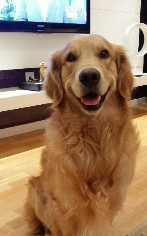 过完年回家接金毛,体积大变,网友:不愧是奶奶养的_女孩_猎犬_因为