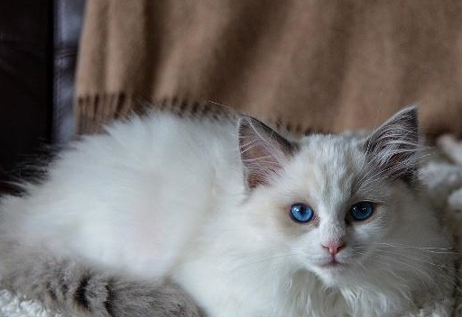 布偶猫俄罗斯蓝猫有短毛种之贵族和东之精灵的美誉.