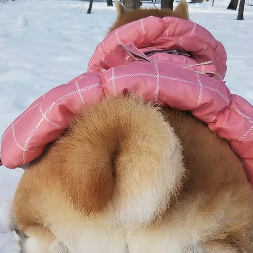 这是网友家里的大柴犬女儿,大名叫静香(shizuka),外号叫做社长,今年九