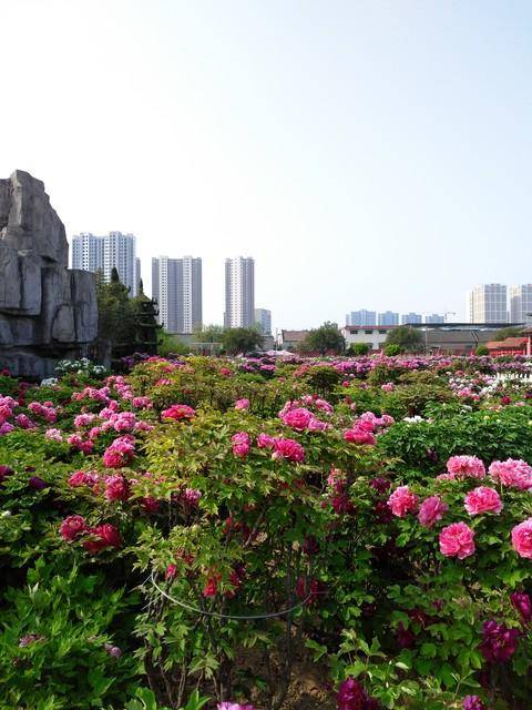 苏鲁豫皖交界9大城市gdp排名 徐州地位40多年不可撼动