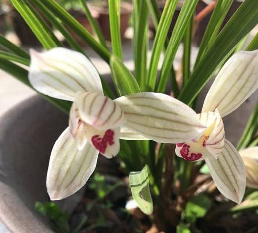 养兰花,栽种时候有讲究,你得细细看好来_种植_兰根_