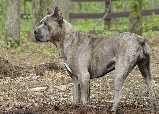 掌握5点,玩转卡斯罗犬没难度,控制命门,收发自如_性格