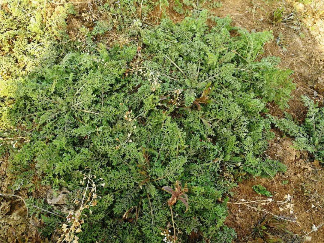 麦田里常见的野菜图片