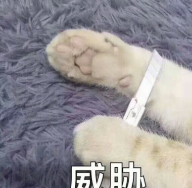 看着猫咪一脸生无可恋的表情,就知道猫咪心里很苦了.猫咪:"