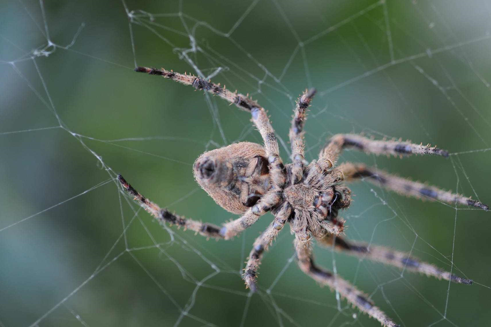家里的蜘蛛你怎么处理,杀死是最好的办法吗?