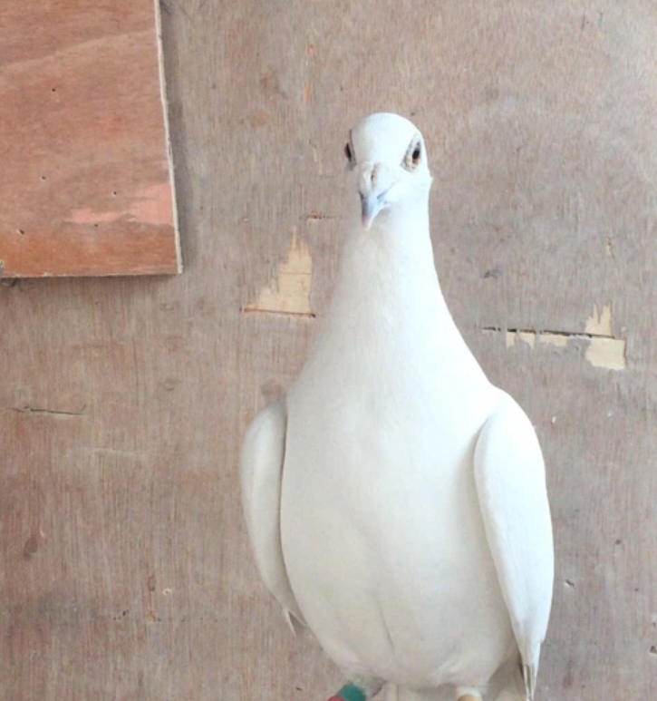 信鸽"血统"也得靠实践!_鸽子_成绩_名家