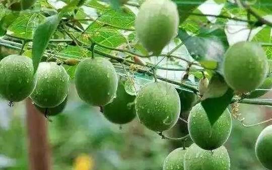 都知罗汉果润肺止咳,但是切记并不是人人都适合吃_甜度_老龙_问题