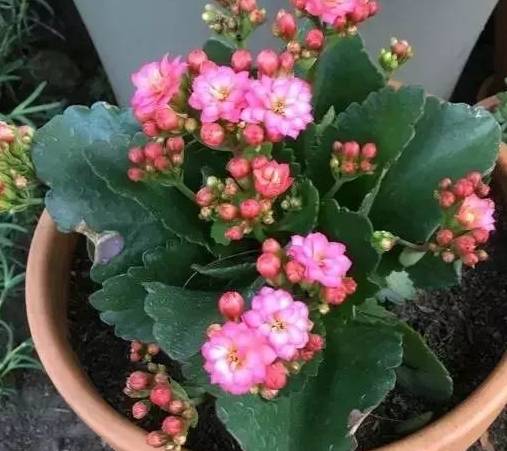 长寿花这么养,才会爆盆_时候_开花_花盆