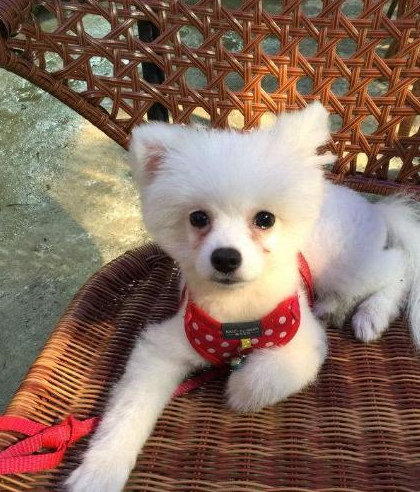 简单5点,可以看出博美犬是否有虫!_狗狗_驱虫_耳朵