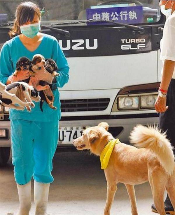 简稚澄:曾为700多条流浪狗安乐死,遭网暴后,最后一针打给自己_动物