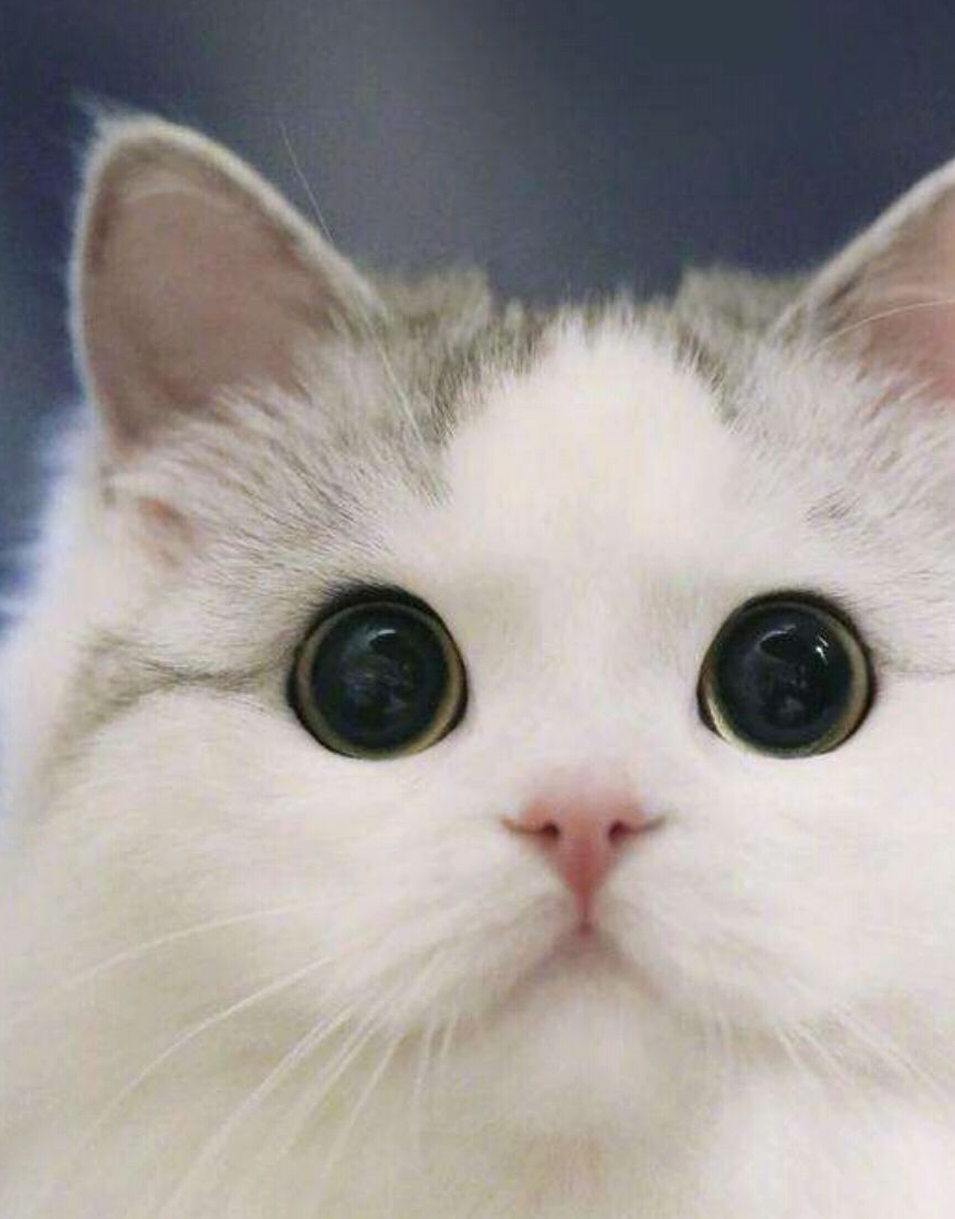 从来没发现喵星人小小的眼睛里藏着星辰大海_小奶_猫咪_颜色