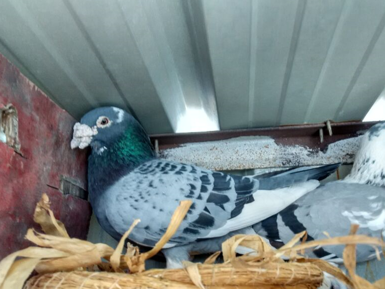 工薪新手鸽友的养鸽感悟!_鸽子_经验_眼睛