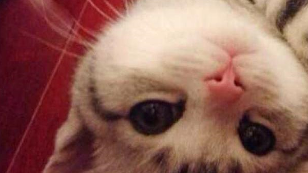 讨厌一个人,不管是从表情上还是从心理上都是极不情愿的,猫咪也是如此