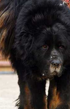 星座命理解析:养獒千万要注意这些,免遭灾祸_质量_才能_成功经验