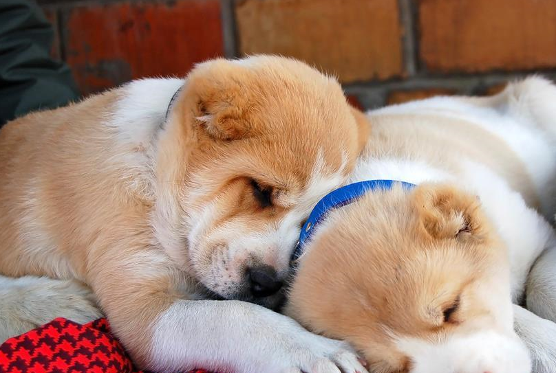 两群中亚牧羊犬强势对骂,狗子:既解气又不丢面儿_狗狗_宠物_主人