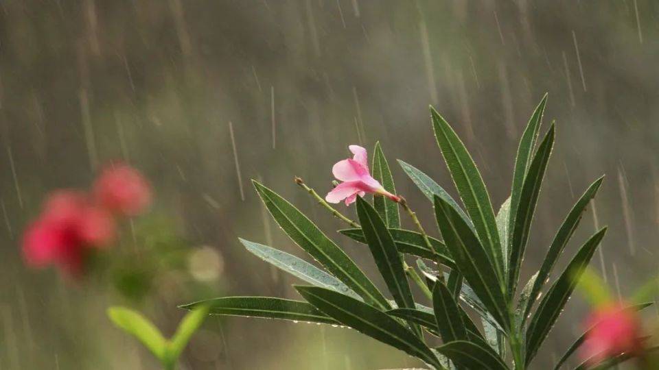 花卉春雨的图片大全图片