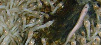 最耐热的虾,可以在450℃高温火山口畅游,吃货:该怎么煮熟?