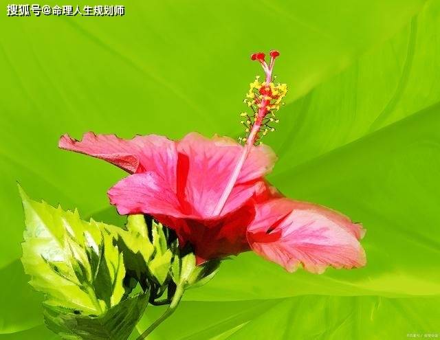 你日元己土生于巳月得令,坐下巳火得地,月时干丁火生扶,时柱官印相生