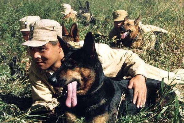 功勋军犬绑真炸药拍戏,被炸粉身碎骨,导演:为艺术牺牲_电影_海龙_事情