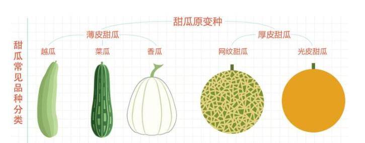 甜瓜_因为_遗骸