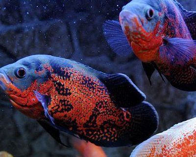 地图_嘴巴_鹦鹉