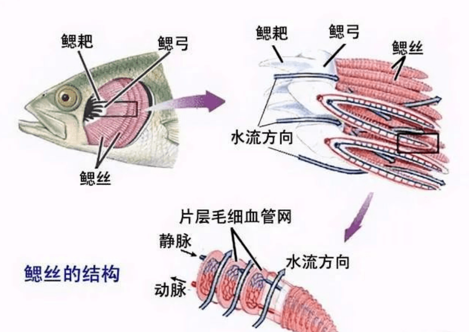 这两个水域中的鱼类,从生理结构到行为习性都不同,难以在对方的生存