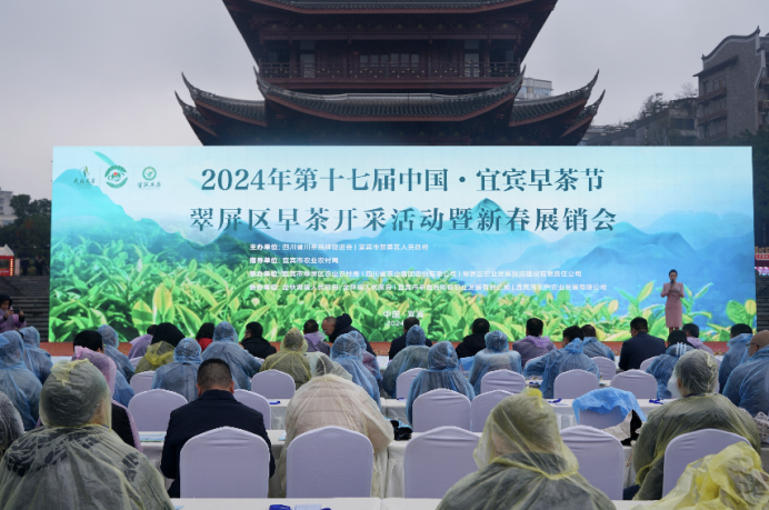 春雨润万物 翠屏早茶尝"鲜"了 | 2024第十七届中国·宜宾早茶节开采