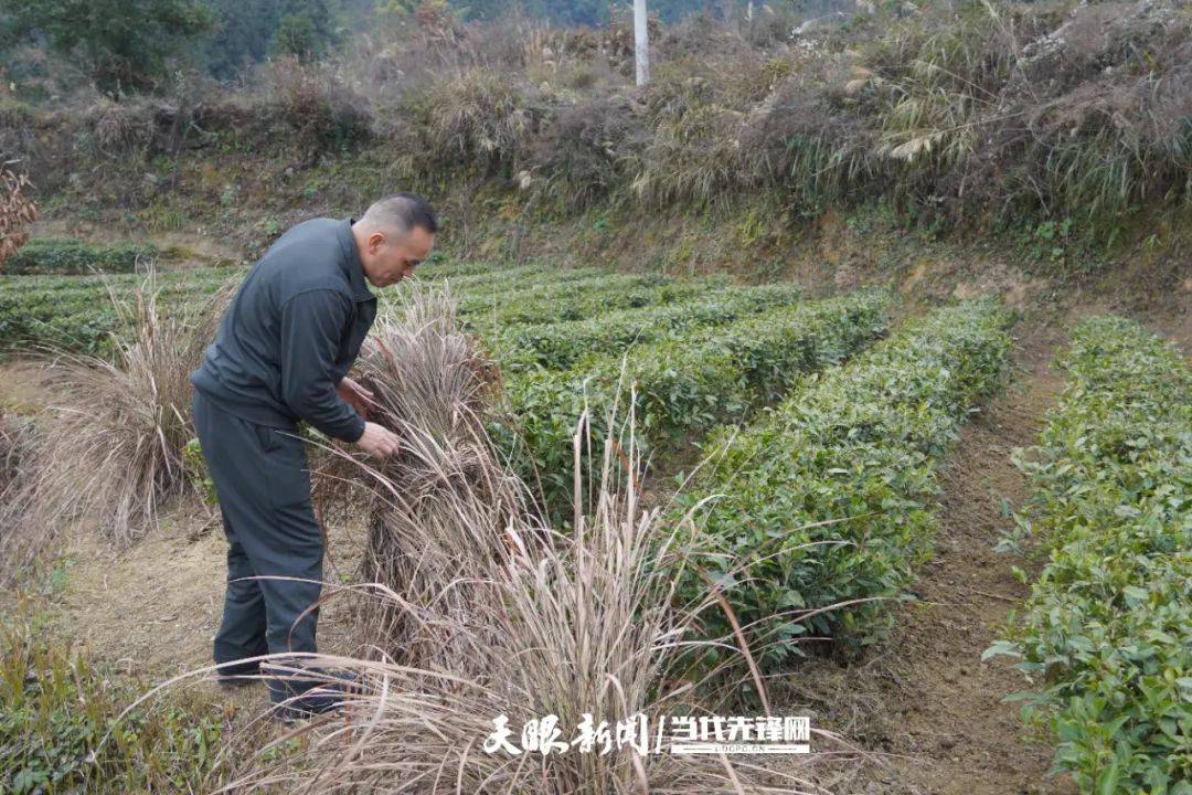 四季產好茶 業興百家旺——鳳岡