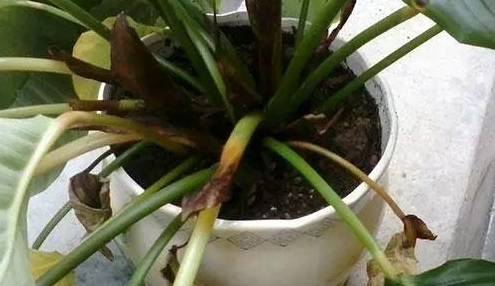 花盆里_方式_根系