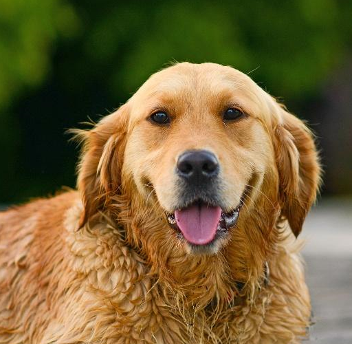 金毛给家里取快递从来没底薪,是不是比快递员还有"福报"?