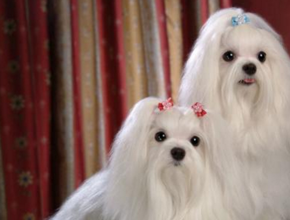 马尔济斯犬喂养的方法,和训练技巧,一定要知道的_狗狗_马尔基斯_进行