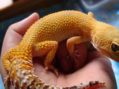 新晋网红,一双卡姿兰大眼睛,体型小颜值高足够萌翻你_动物_身体_蜥蜴