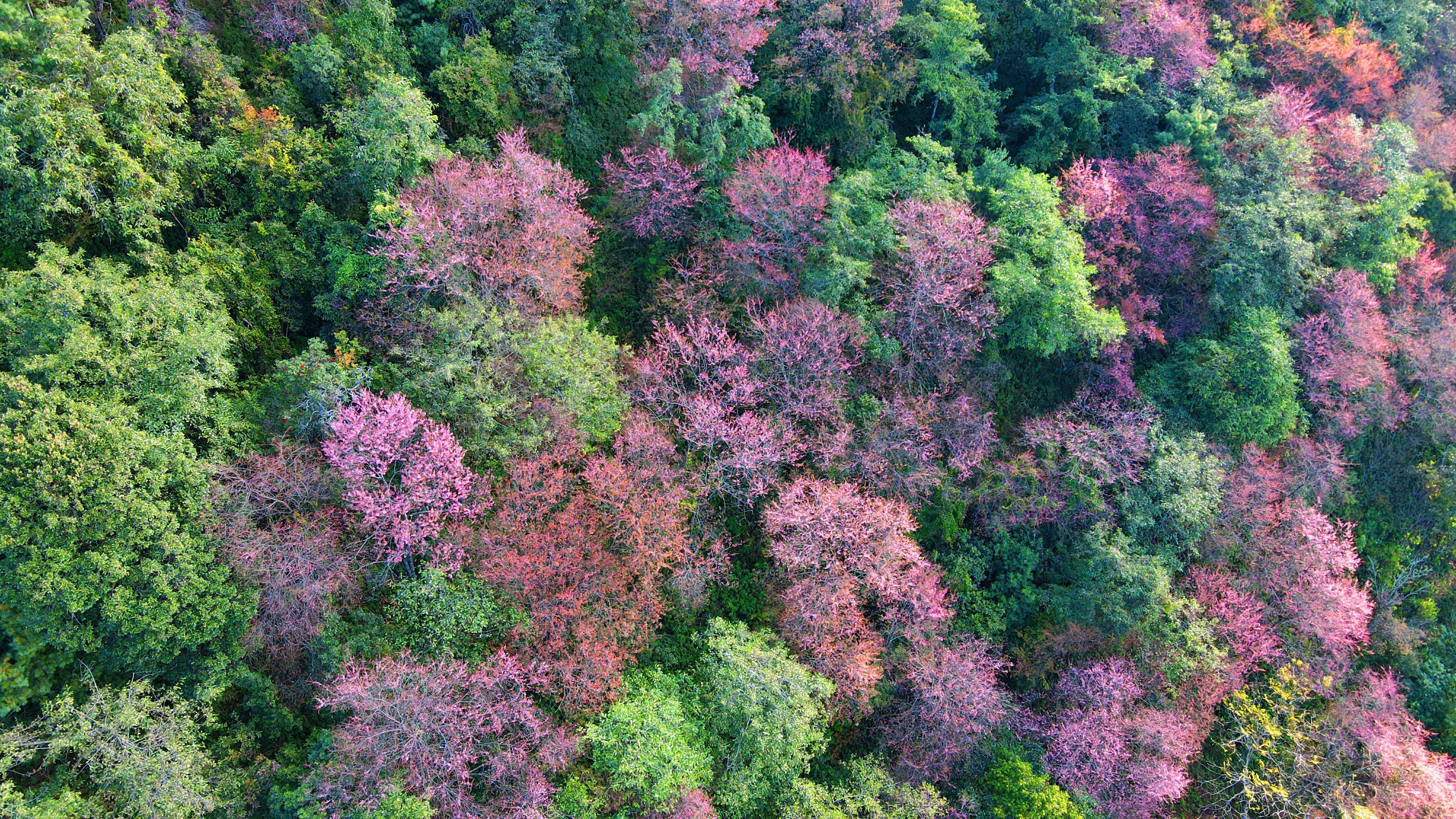 迎来最佳观赏期!云南施甸十万株野樱花为谁开