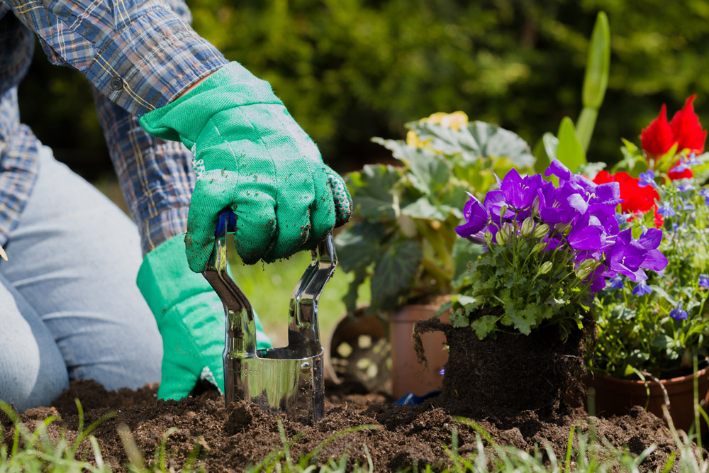 园艺工的创新思维:探索现代园艺的新趋势_植物_设计_花园