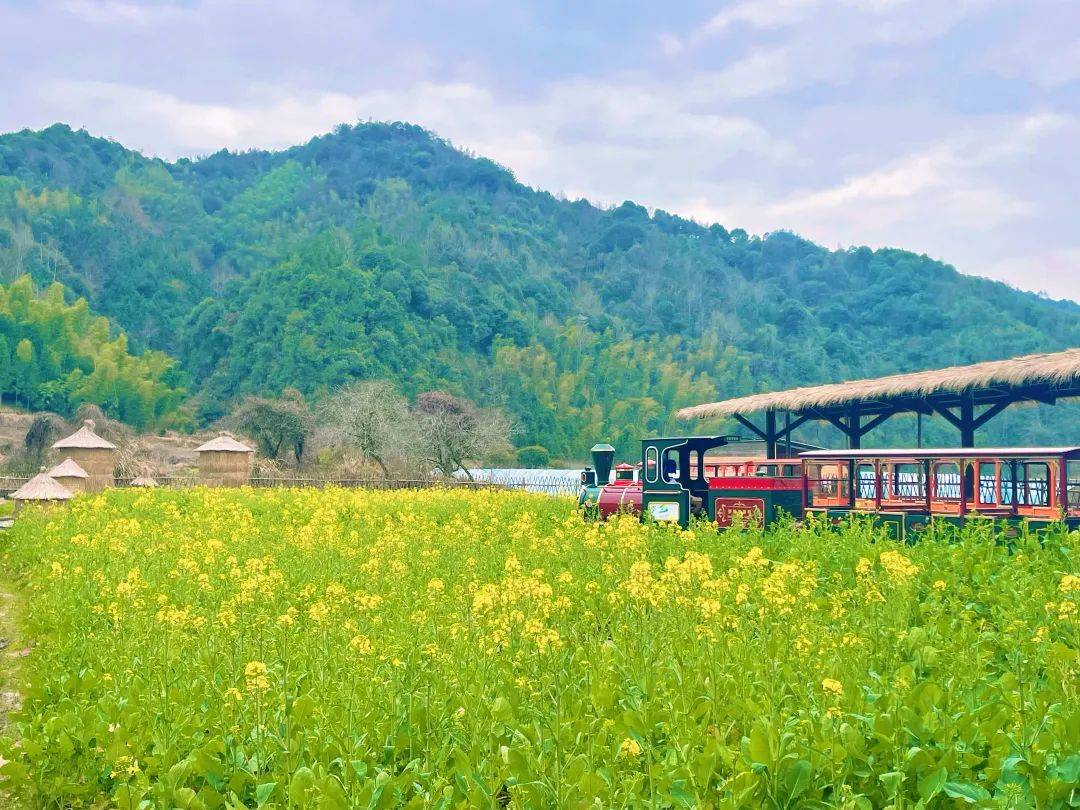 67花情播报丨油菜花开,婺源的春天已从严田开始_风景区_田园_天气