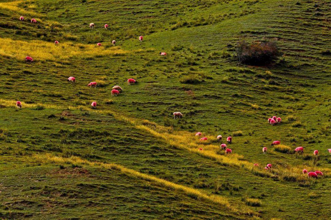 几乎浓缩了大西北全部美景,却少有人提起_草原_肃南县_中国
