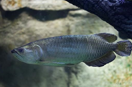 養魚小知識:養魚的這些知識你都知道嗎,你養魚的方法正確嗎?